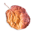 https://nikcadavca.cz/wp-content/uploads/2020/11/small_leaf_02.png