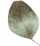 https://nikcadavca.cz/wp-content/uploads/2020/12/separate_leaf.png